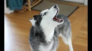 Mishka the Husky Can't Stop Talking!!!