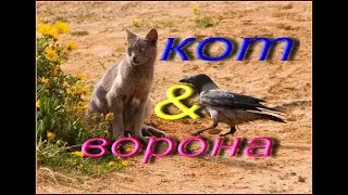 Вороны & Кошки // Кто кого прогонит ?!