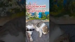 Ялта, живопись и кошка.