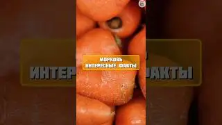 Интересные факты о моркови 