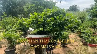 BÓN PHÂN THÁNG 7 CHO NHỮNG CÂY MAI CHƠI TẾT -NHẬN BIẾT TÌNH TRẠNG CÂY ĐỂ BÓN CHO THÍCH HỢP