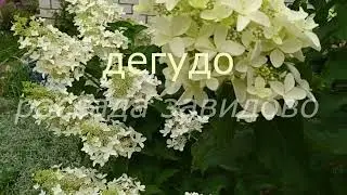 08. 07 .2024год. Зацветают метельчатые гортензии.