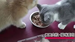 Cat Wet Food Wet Treat for Cats  Treats Cat Snack Cat Stick| Makanan Kucing | Makanan Kucing Basah