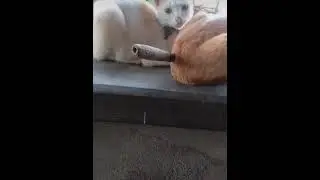 Сначала не понял,а потом как понял😱