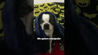 Y así es cada noche #bostonterrier #dog