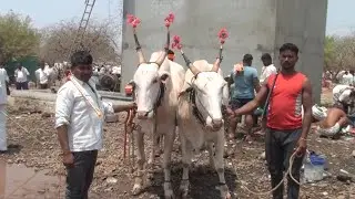 Handsome khillar bulls pair for sale at 2 lakhs in Aigali cattle fair.near Athani Belagavi district.
