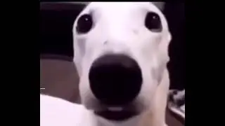woof woof