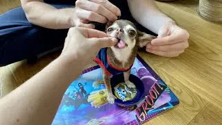 Собака-супергерой реально существует!!! Эксклюзивное видео! Чихуахуа  Фондю и вселенная Marvel!
