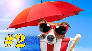 😸 Grappige Dieren Filmpjes - Compilatie Deel 2