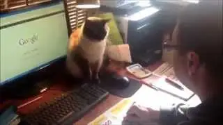 Смешной кот, не отдает мышь