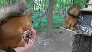 Про белок и третью кормушку / About squirrels and the third feeder