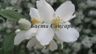 Баста - "Сансара" (при уч. Д.Арбенина, A.Ф.Скляр, С.Бобунец, SunSay, Ант (25/17) и Скриптонит)