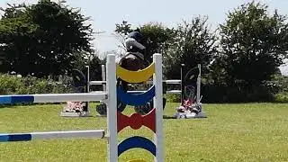 Canyarose 6yo RDS Qualifier @ Galway