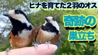 【感動の記録】母鳥の死！残された６羽のヒナを育てた父鳥と息子