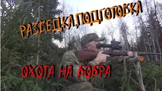 Разведка,подготовка,охота на бобра.