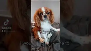 Dogs = Happiness