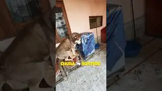 Mouse Hunting with My Siberian Husky