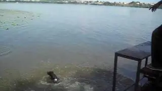 супер прыжок питбуля !