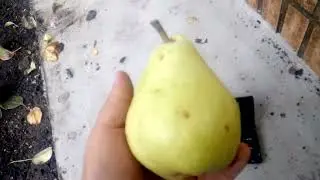 груша Директор Альфан