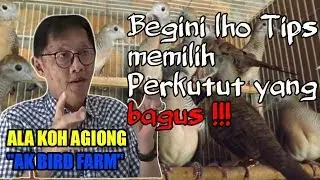 Tips memilih burung perkutut yang bagus ala koh agiong AK BIRD FARM
