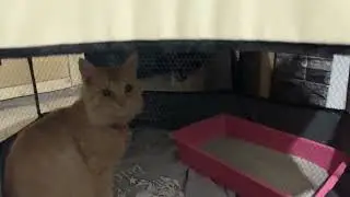 cat inside the crib #cat