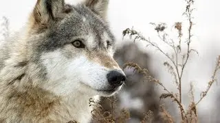 Волки и вороны,Борис Гребенщиков,Аквариум