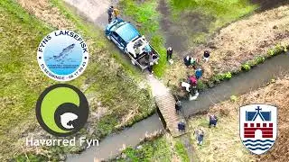 Premiere udsætning af havørreder - 2024