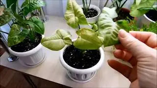 Комнатные цветы. Обзор сингониумов. Часть 2