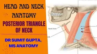 POSTERIOR TRIANGLE OF NECK || Part-1 || boundaries