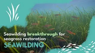Seawilding breakthrough for seagrass restoration 2025