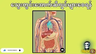 သွေးတွင်း အောက်ဆီဂျင် များစေရန်