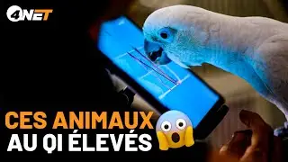 Les 10 animaux les plus intelligents de la planète