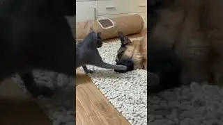 #котики