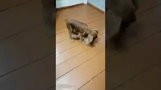 🐾 Щенок Кавалер Кинг Чарльз Спаниель Cavalier King Charles, 5 месяцев жизни Арчи ,забавные моменты 🐶