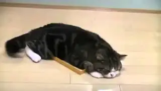 приколы с кошками, приколы с животными