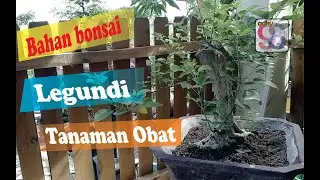 Pembentukan dasar bonsai legundi