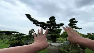 Vườn Tùng sau bão