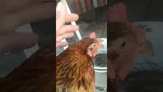 РЯБУШКА