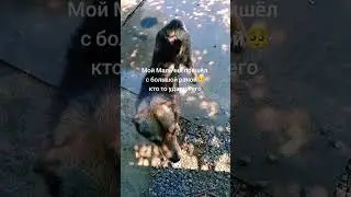 ПРИЮТ ДЛЯ БРОШЕННЫХ ЖИВОТНЫХ БУДЕМ РАДЫ ЛЮБОЙ ПОМОЩИ❤