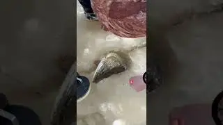 Щука, еле в лунку!😳