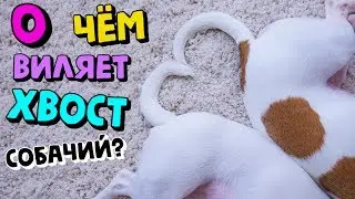 СОБАЧИЙ ХВОСТ | КАК И ЗАЧЕМ СОБАКА ВИЛЯЕТ ХВОСТОМ?