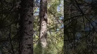 Белка Белла  в серой шубке#animals #nature #birds #лес