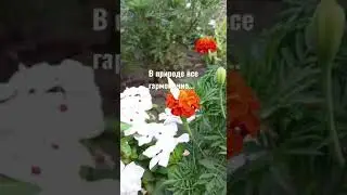 Цветы и бабочка  #shorts*