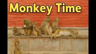 Monkey #monkey