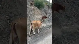 Hiçbir zaman  zarar etmeyecek hayvancılık modeli #hayvancılık #animals #tarım #çiftçilik