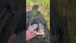 Рыбалка #shorts