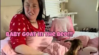 Surprising Meg with baby goats in bed!