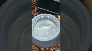 #snake #reptile #python #reptiles #viral #snakevideo #flipaclip #fun #reticulatedpython #retic