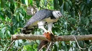 Predação - Harpia, quati e gavião-miudinho: O Duelo Inesperado na Amazônia
