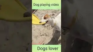 Dog has a strong grip and is not letting go#45viral#shorts